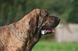 FILA BRASILEIRO 060